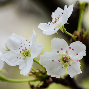 女生让男生看她的小笼包
